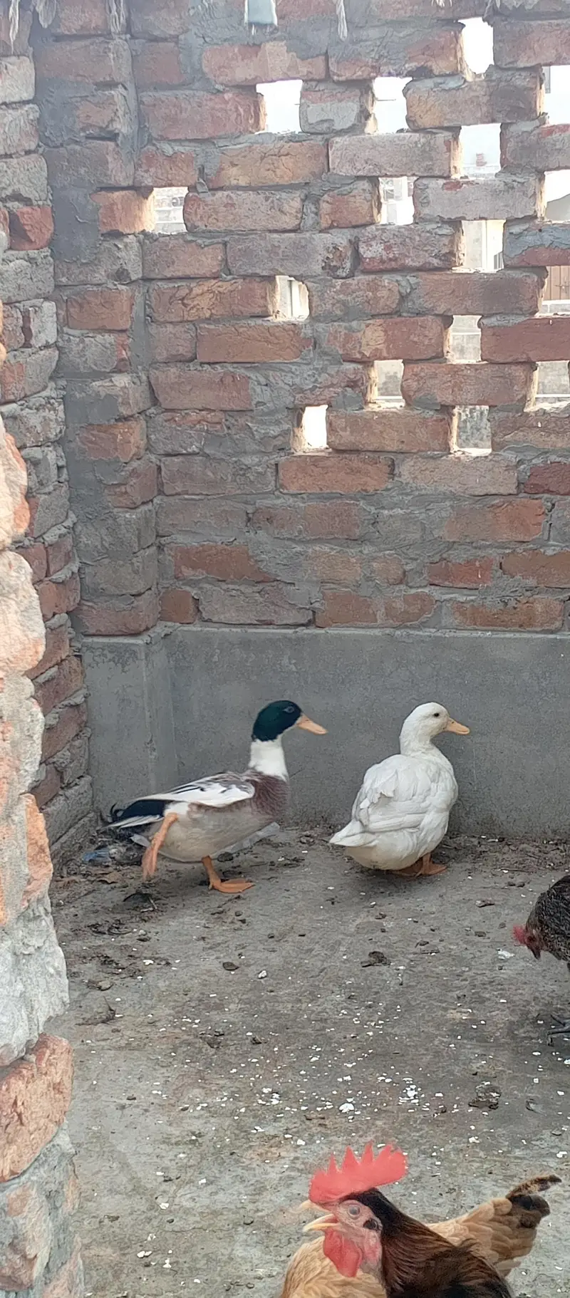 ducks pair — photo 2