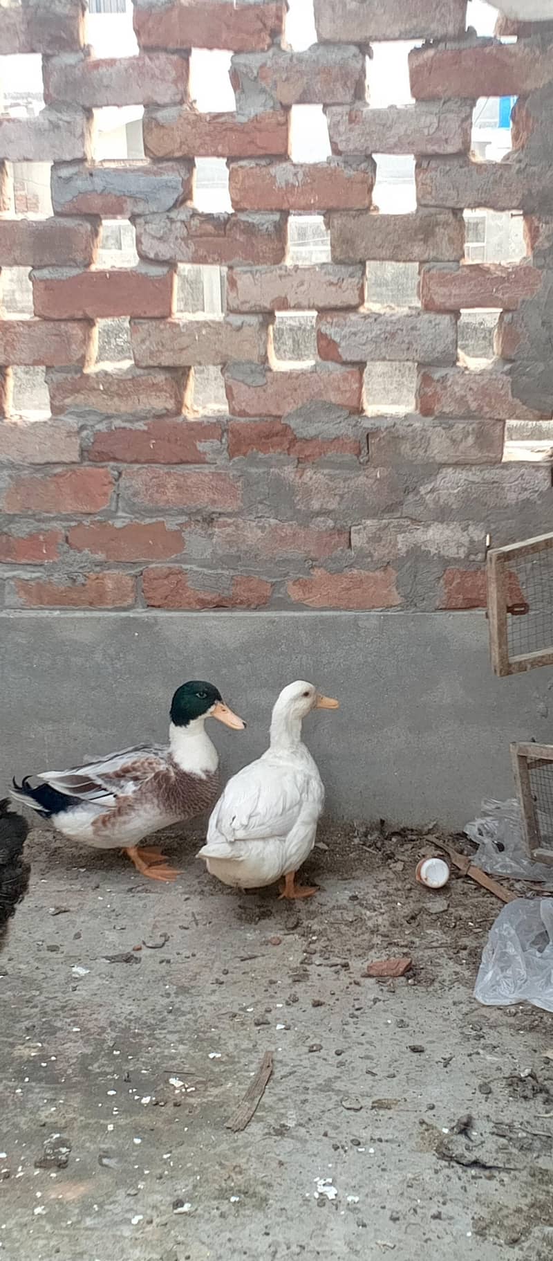 ducks pair 2