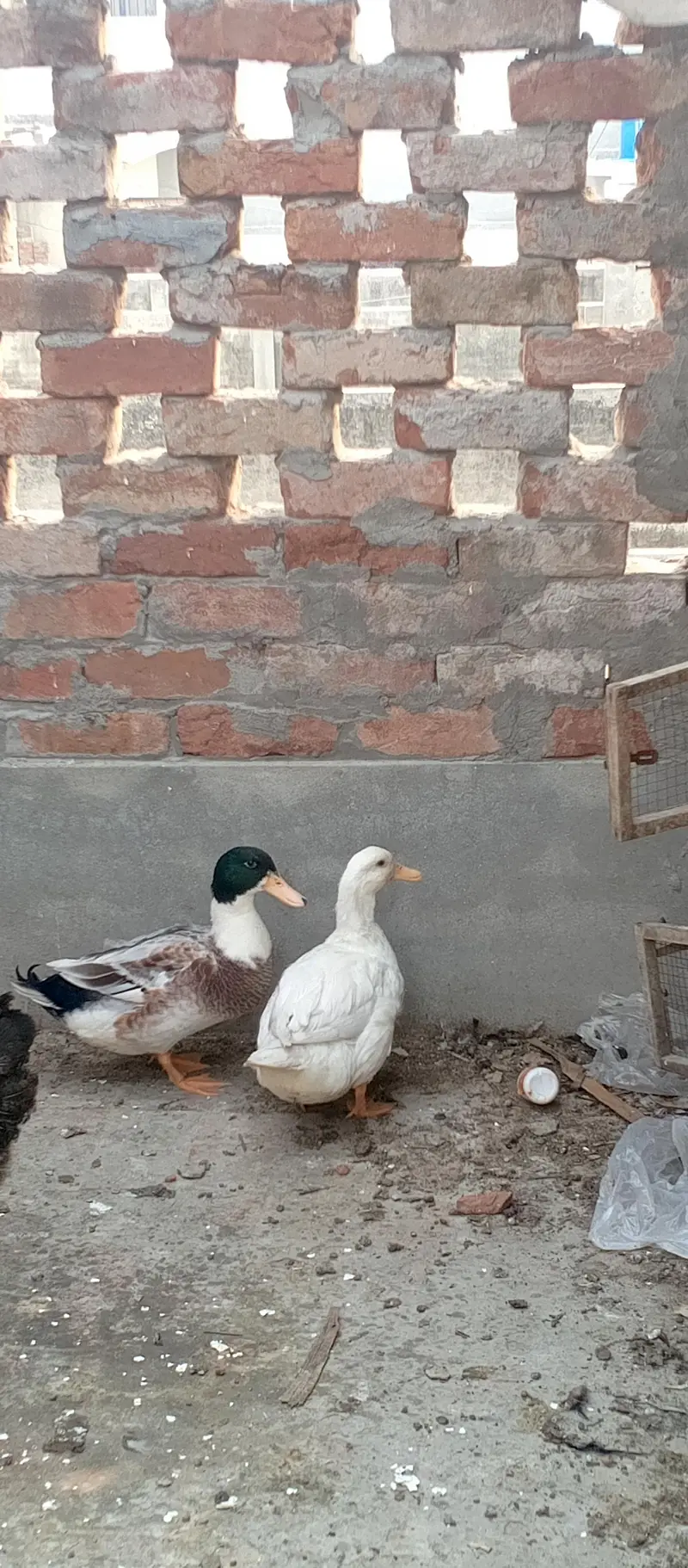ducks pair — photo 3