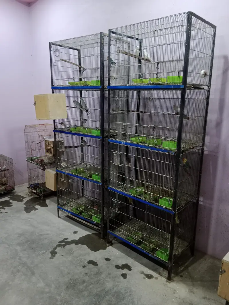 just ki taar — photo 2