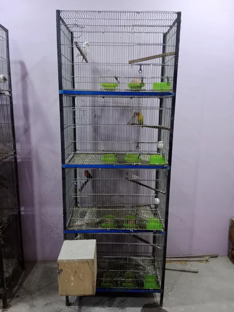 just ki taar — photo 3