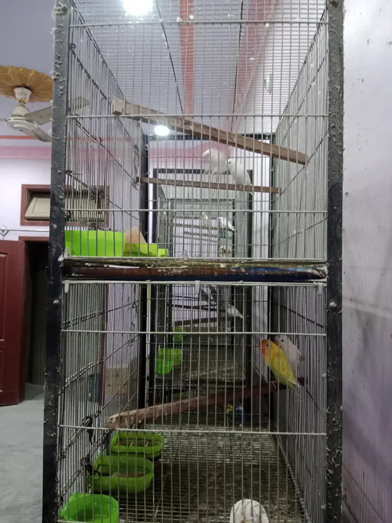just ki taar — photo 5