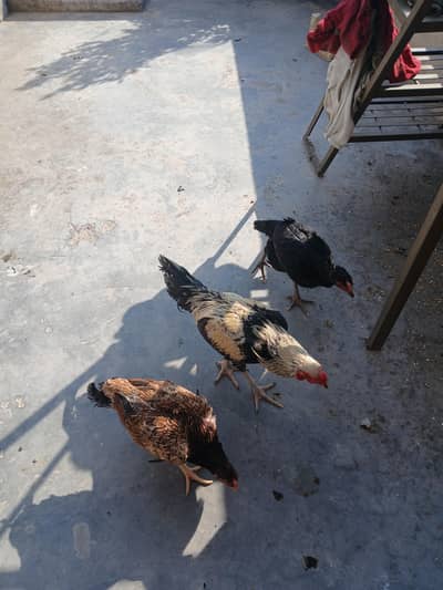 aseel pair for sale