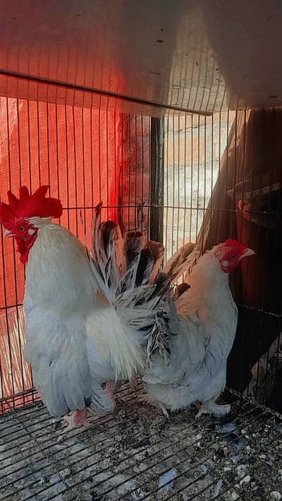 Black Tail Japanese Pair