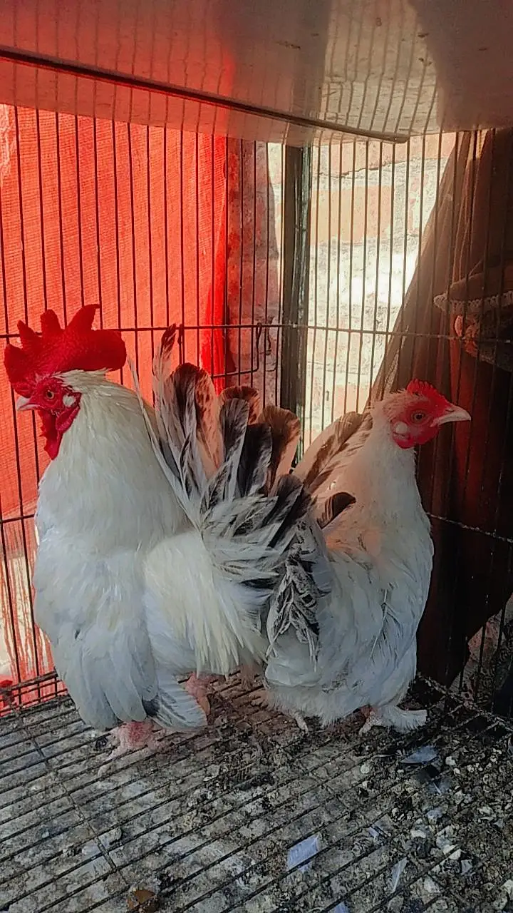 Black Tail Japanese Pair — photo 2
