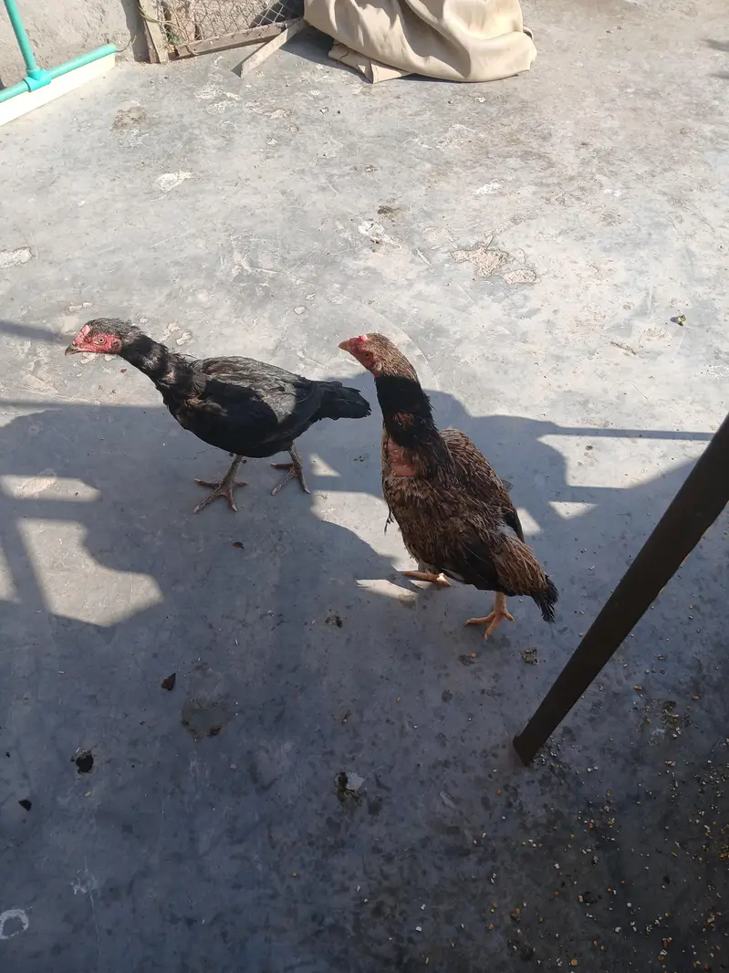 aseel pair for sale — photo 2