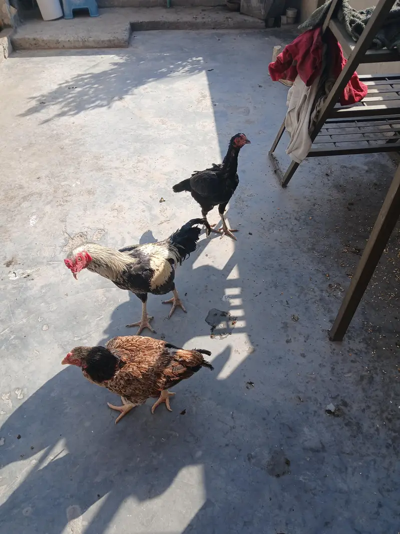 aseel pair for sale — photo 3