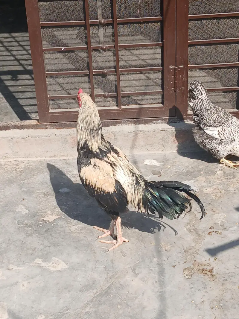aseel pair for sale — photo 4