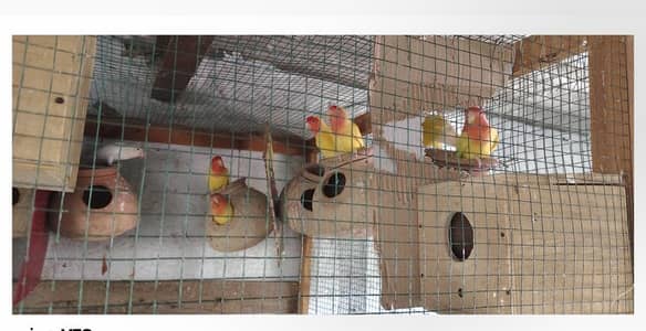 Lotino / Albino / green check Conure breaders pairs