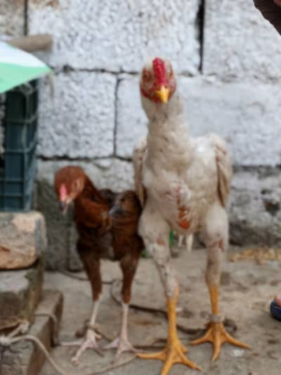 Hen sale