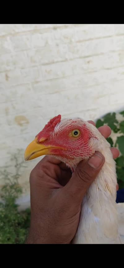 32kg mohra heera aseel