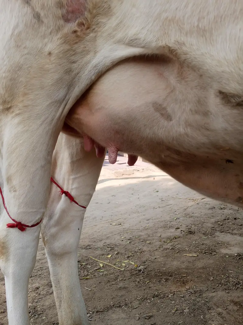 Jersey american sex cross  suey main 4 din baqi — photo 3