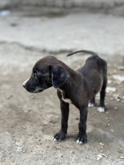 Desi puppy