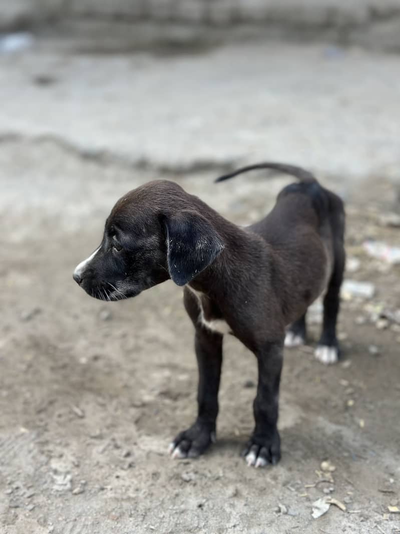 Desi puppy 0