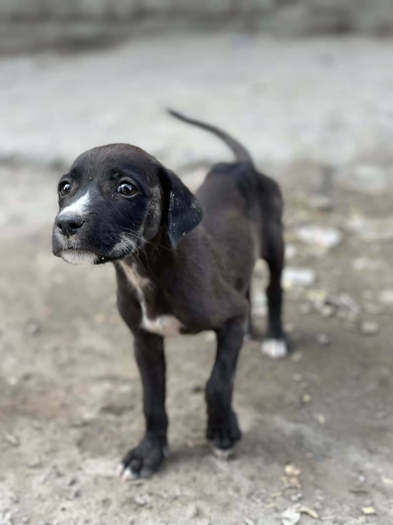 Desi puppy 1