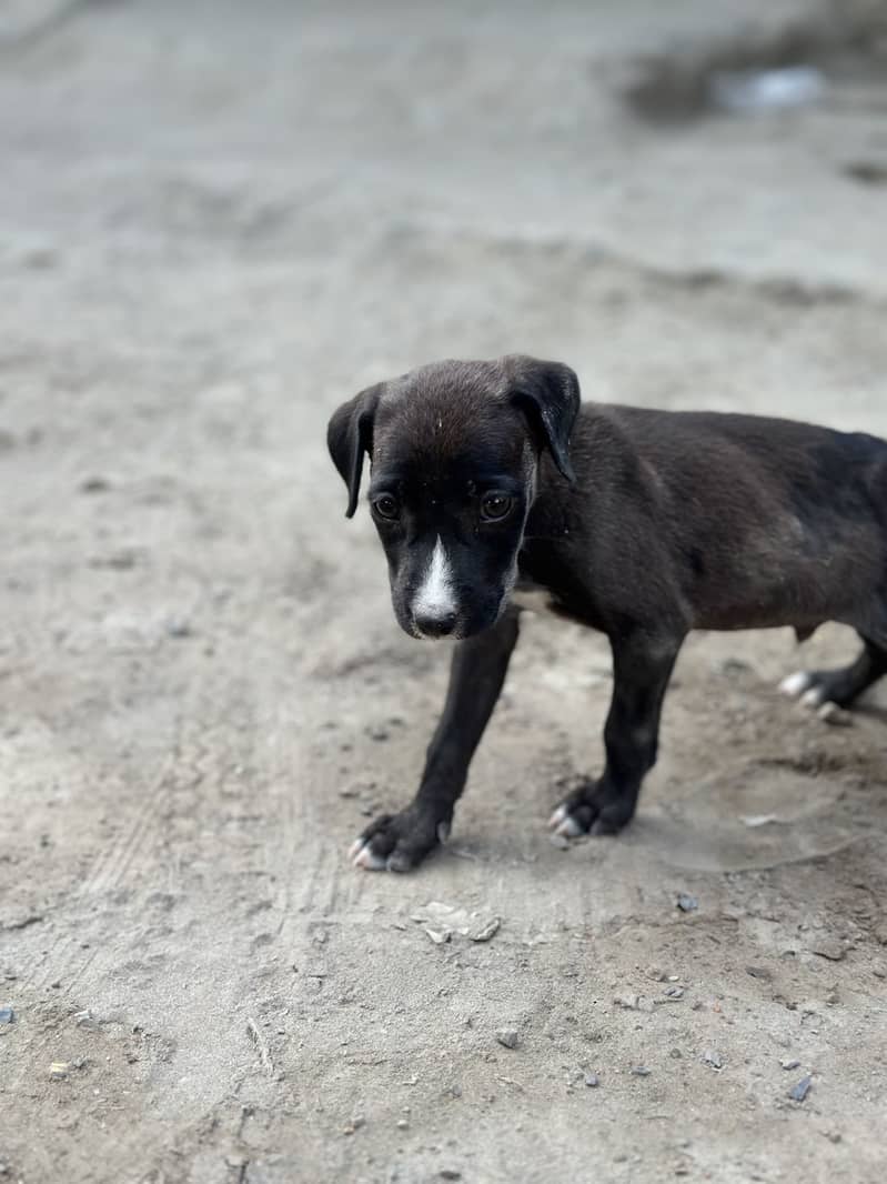 Desi puppy 2