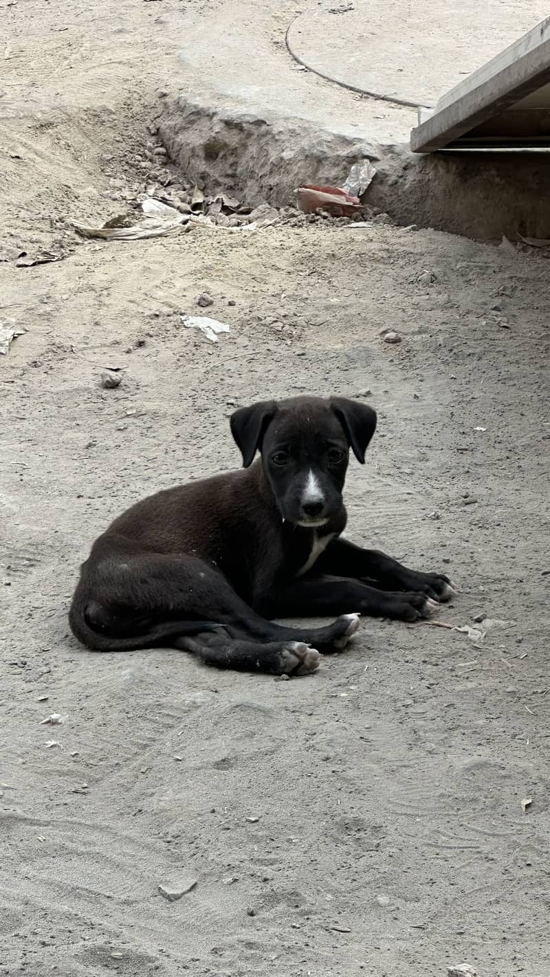 Desi puppy 3