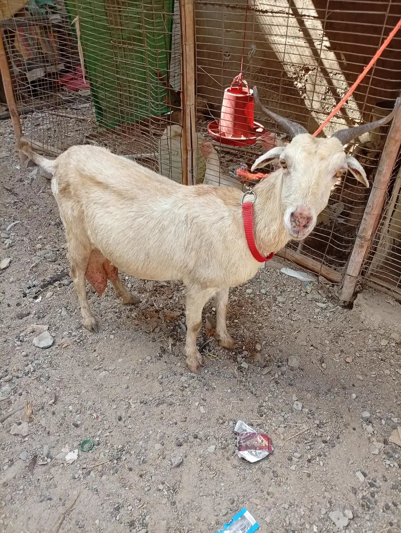 Teddy With Male Kid Dhood Wali — photo 2