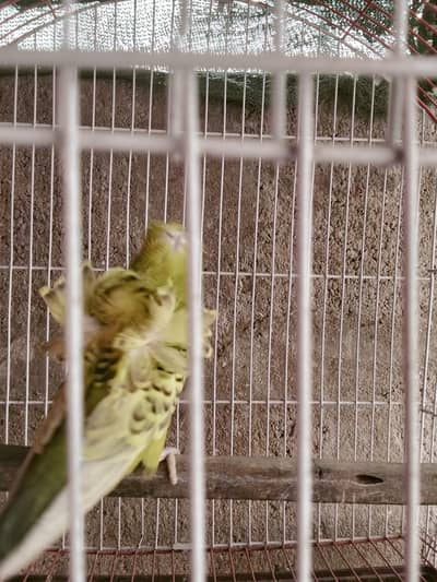 Hogoromo Dabel filawar TCB female or Bajri male 03122370087