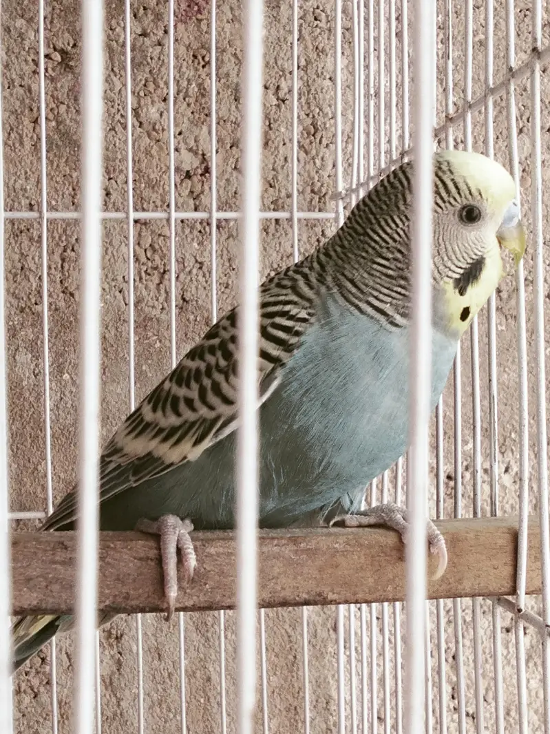 Hogoromo Dabel filawar TCB female or Bajri male 03122370087 — photo 3