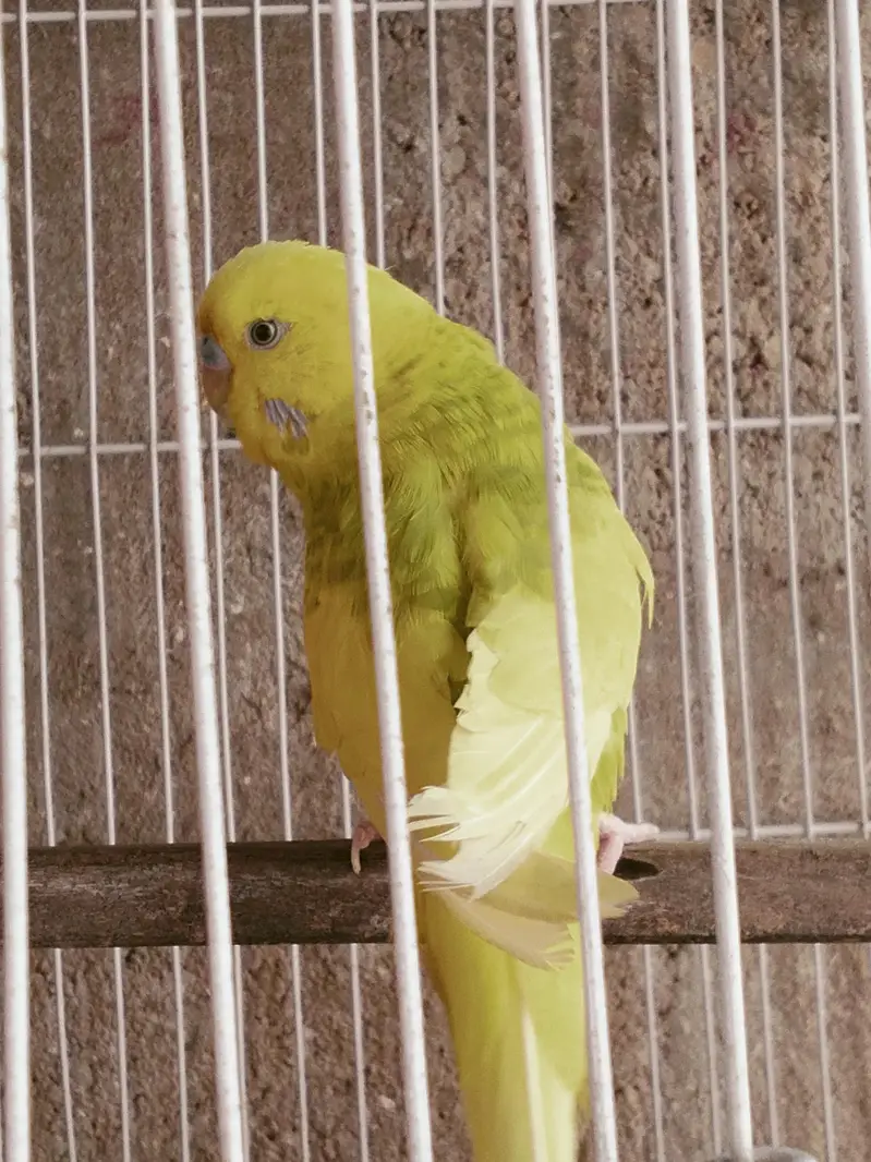 Hogoromo Dabel filawar TCB female or Bajri male 03122370087 — photo 4