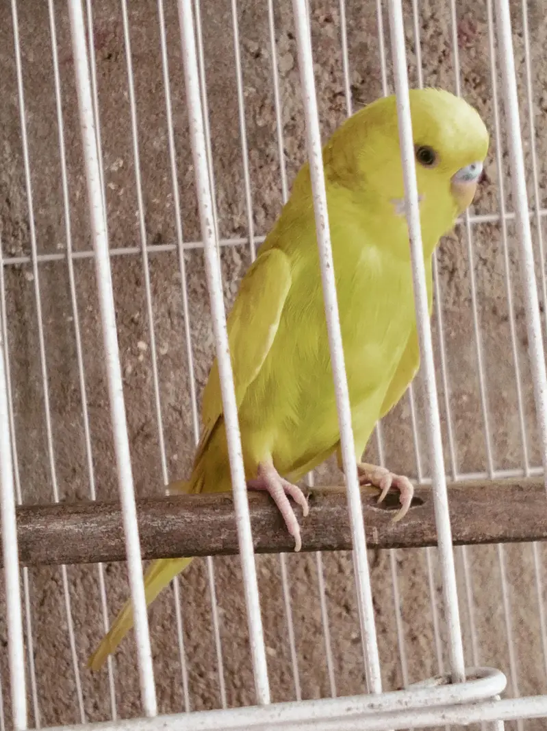 Hogoromo Dabel filawar TCB female or Bajri male 03122370087 — photo 5