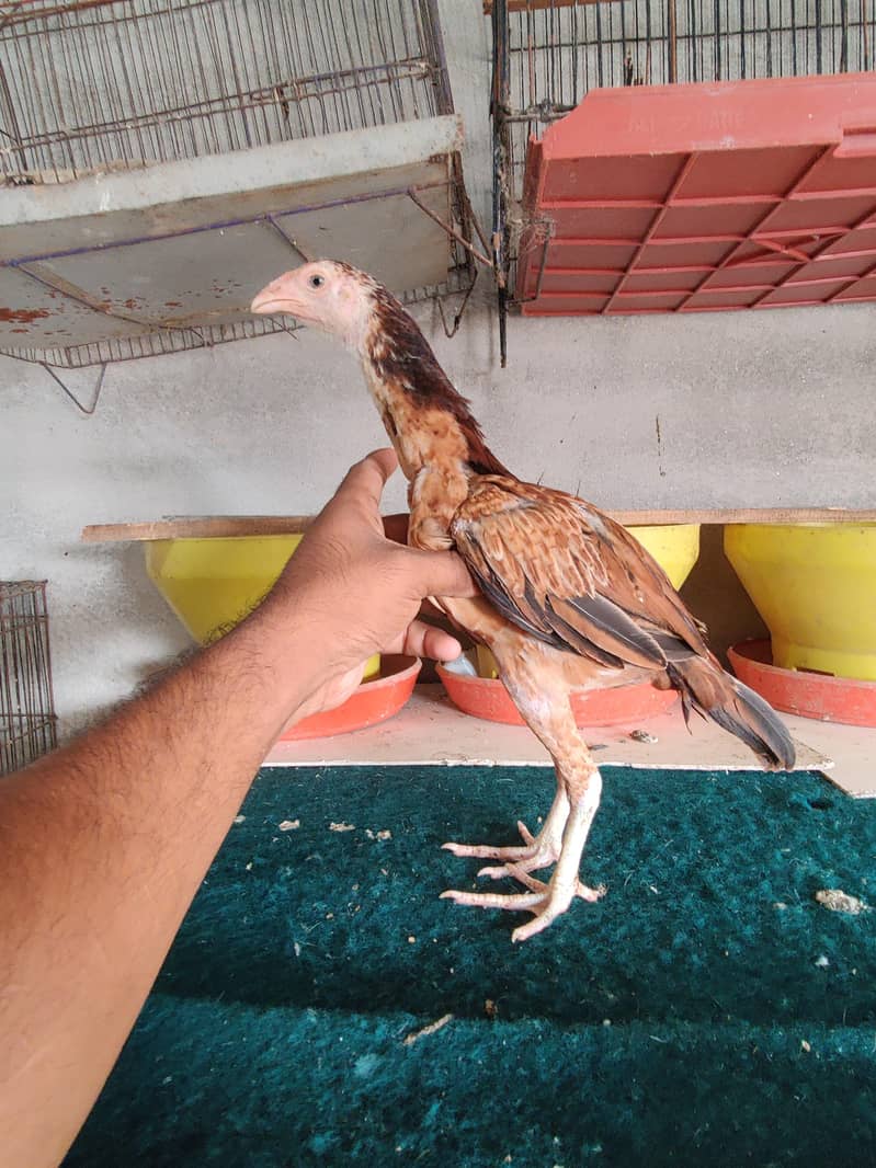 Aseel Chicks 0