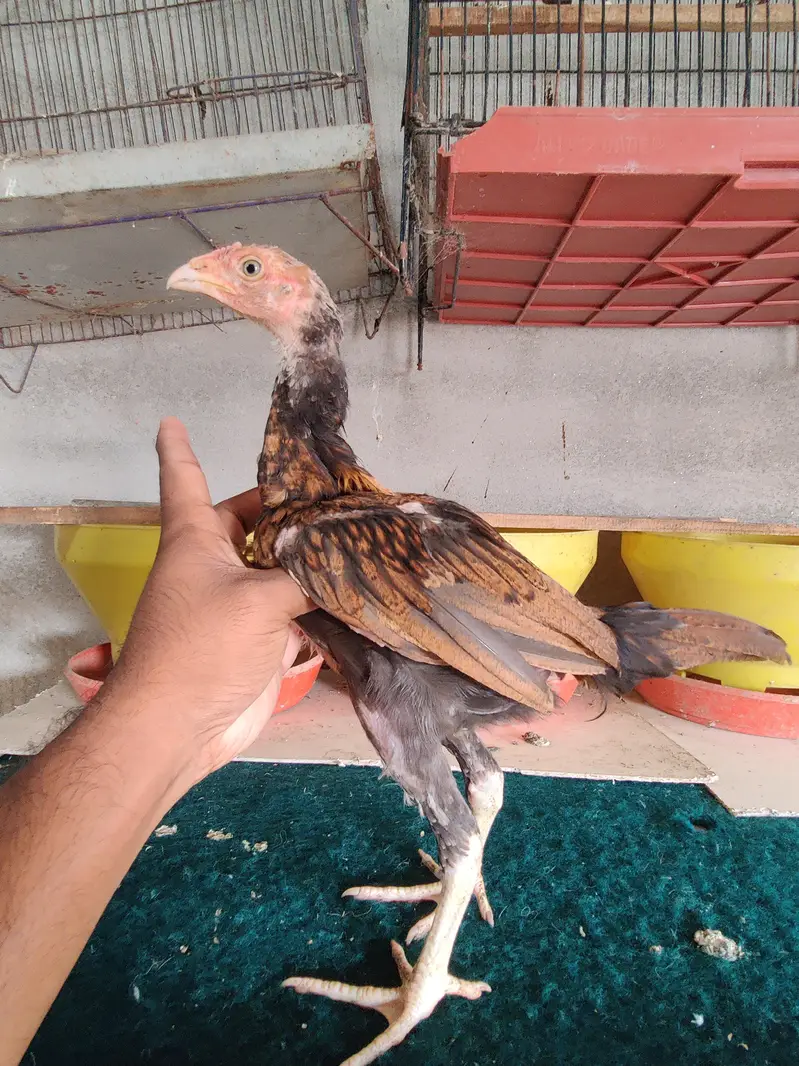 Aseel Chicks — photo 3