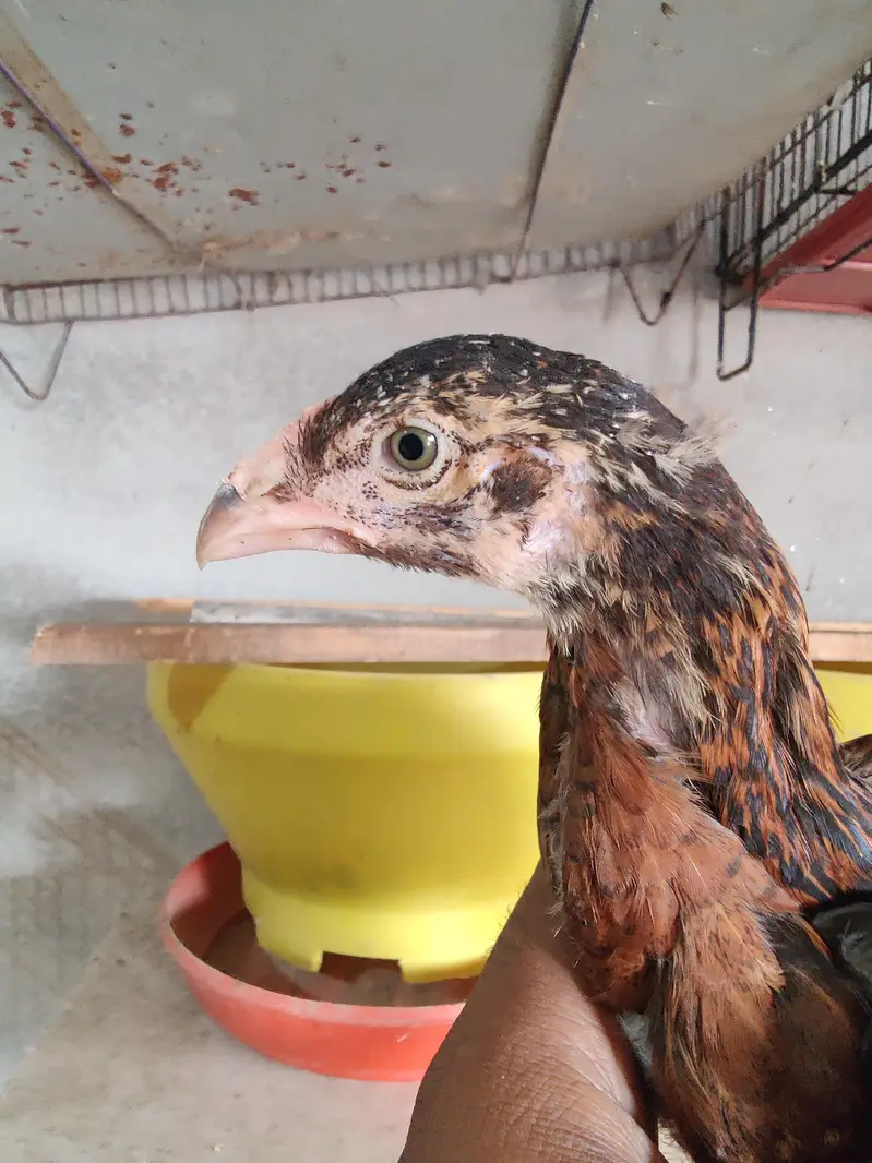 Aseel Chicks — photo 4