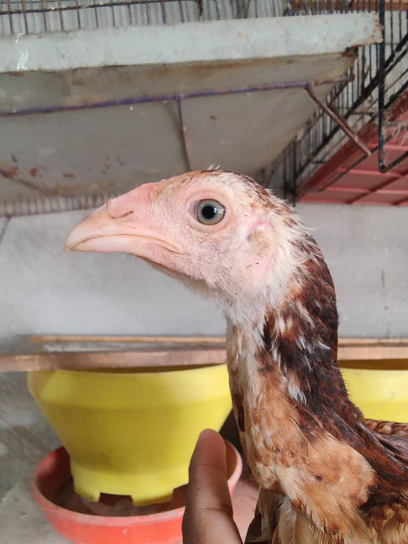 Aseel Chicks 4