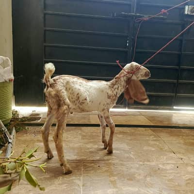 makkhi chana
