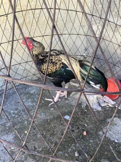 Hen for sale