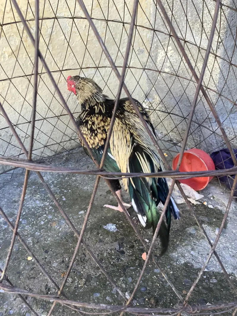 Hen for sale — photo 2