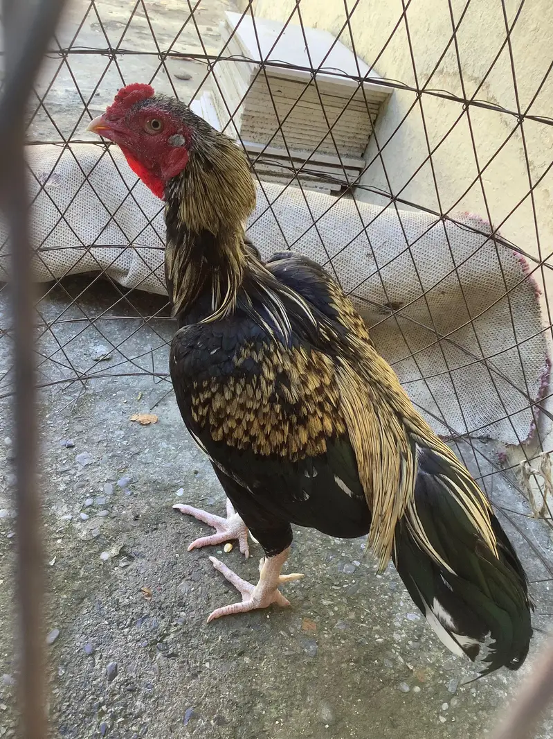 Hen for sale — photo 3