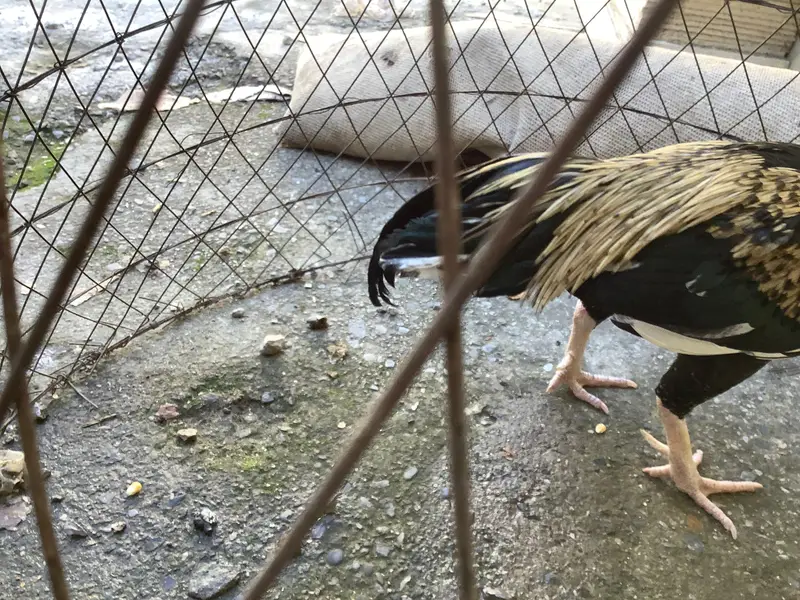 Hen for sale — photo 4