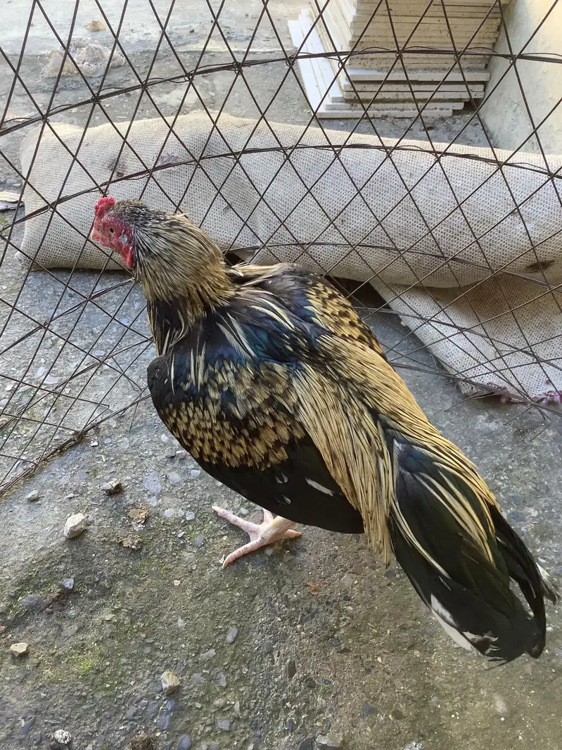 Hen for sale — photo 5