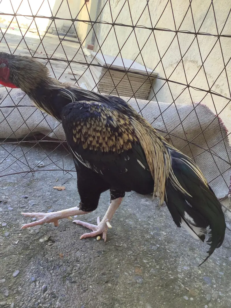 Hen for sale — photo 6