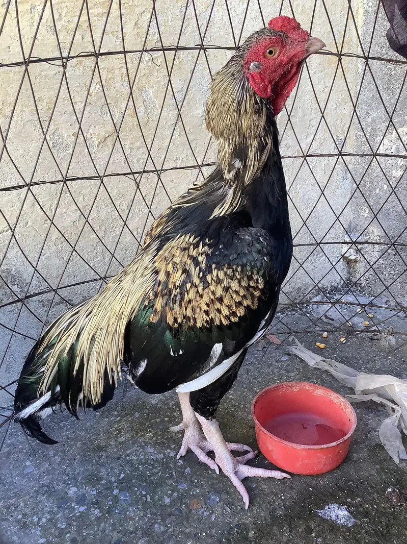 Hen for sale — photo 7