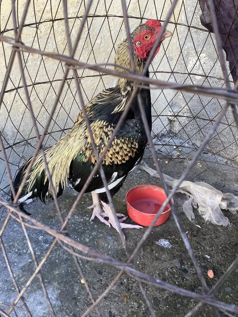 Hen for sale — photo 8
