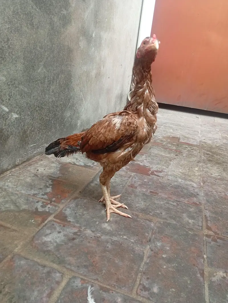 aseel murgi — photo 2