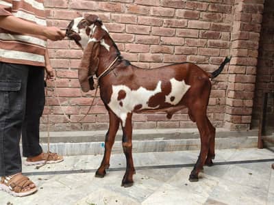 pure amritsari Lal Dabba male