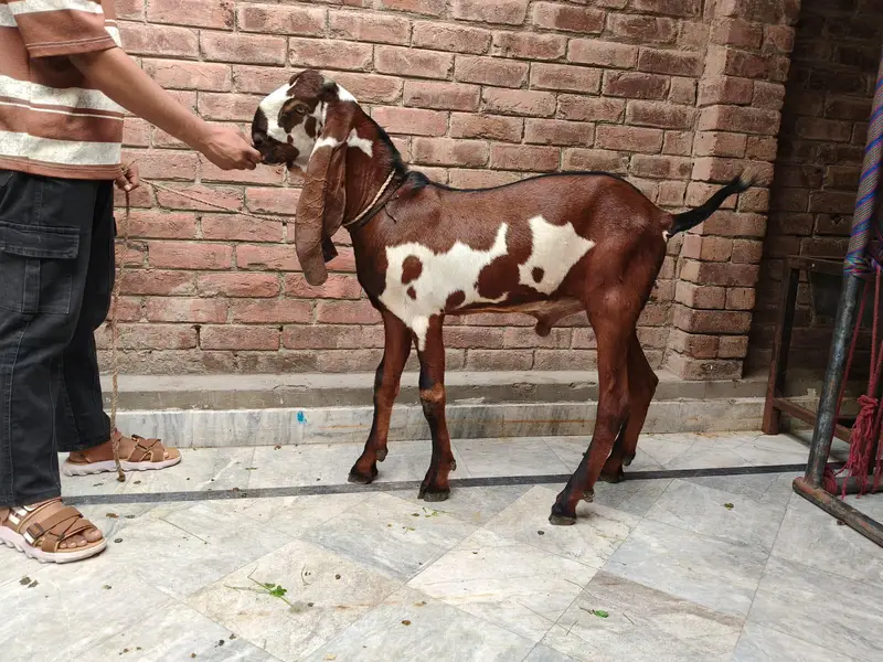 pure amritsari Lal Dabba male — photo 3