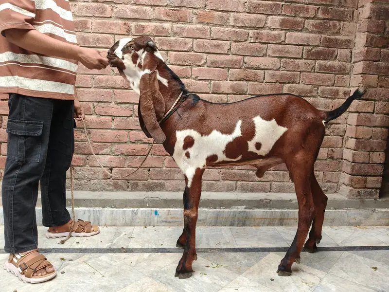pure amritsari Lal Dabba male — photo 4