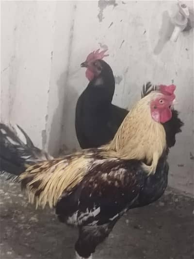 aseel dasi cros pair full active