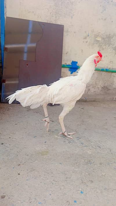 white Heera Aseel Morga For Sale-Paper white - Healthy & Active - Laho