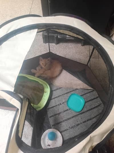 persion cat brown colour with cage