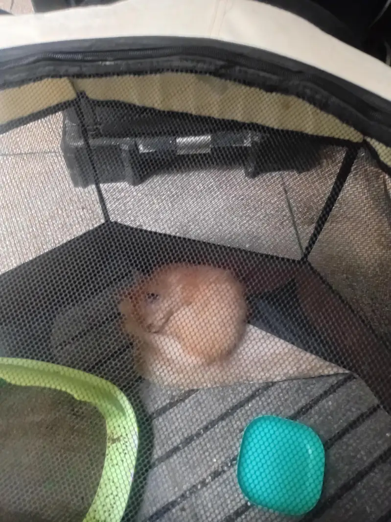 persion cat brown colour with cage — photo 2