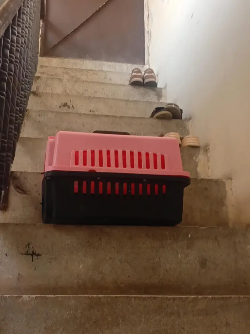 persion cat brown colour with cage — photo 3