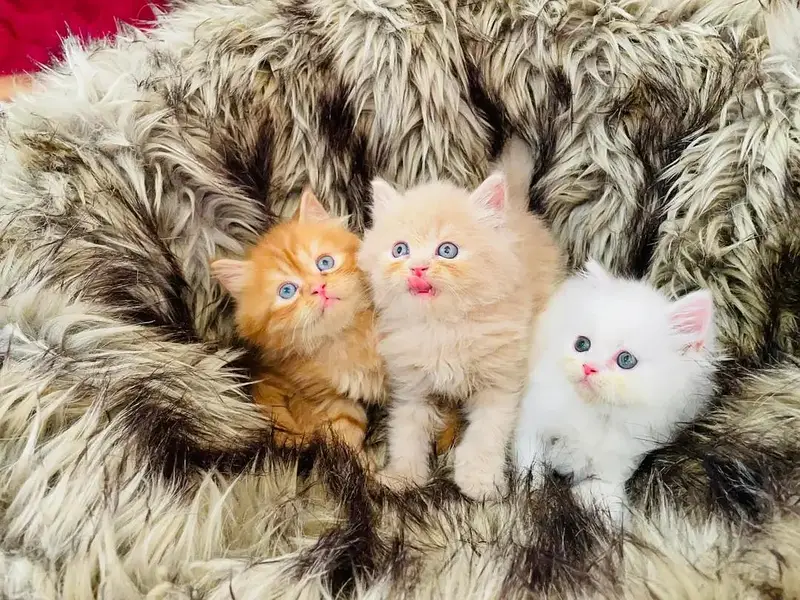 Quality Persian cat & Kittens. Male & female 03091708184. whatsapp — photo 2