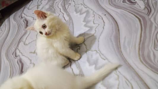 Playfull and Litter trained